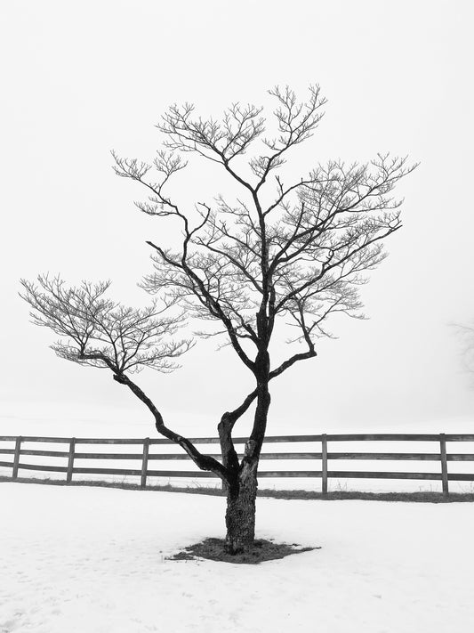 Bark & Plank Black & White Photo (Chester Springs, PA)